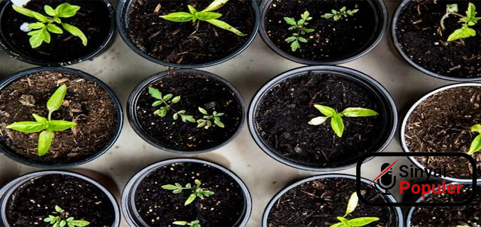 Pilihan Tanaman Hortikultura Yang Cocok Ditanam Di Rumah