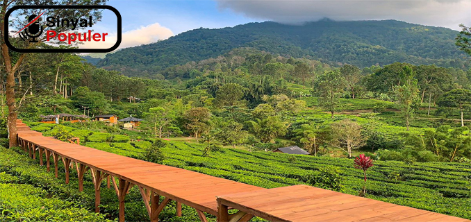 Wisata Favorit Yang Baru Di Puncak Bogor Dengan Udara Sejuk Dan Pemandangan Asri