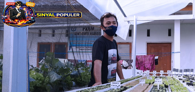 ​Lapas Tual Perluas Unit Bisnis Hidroponik Selada